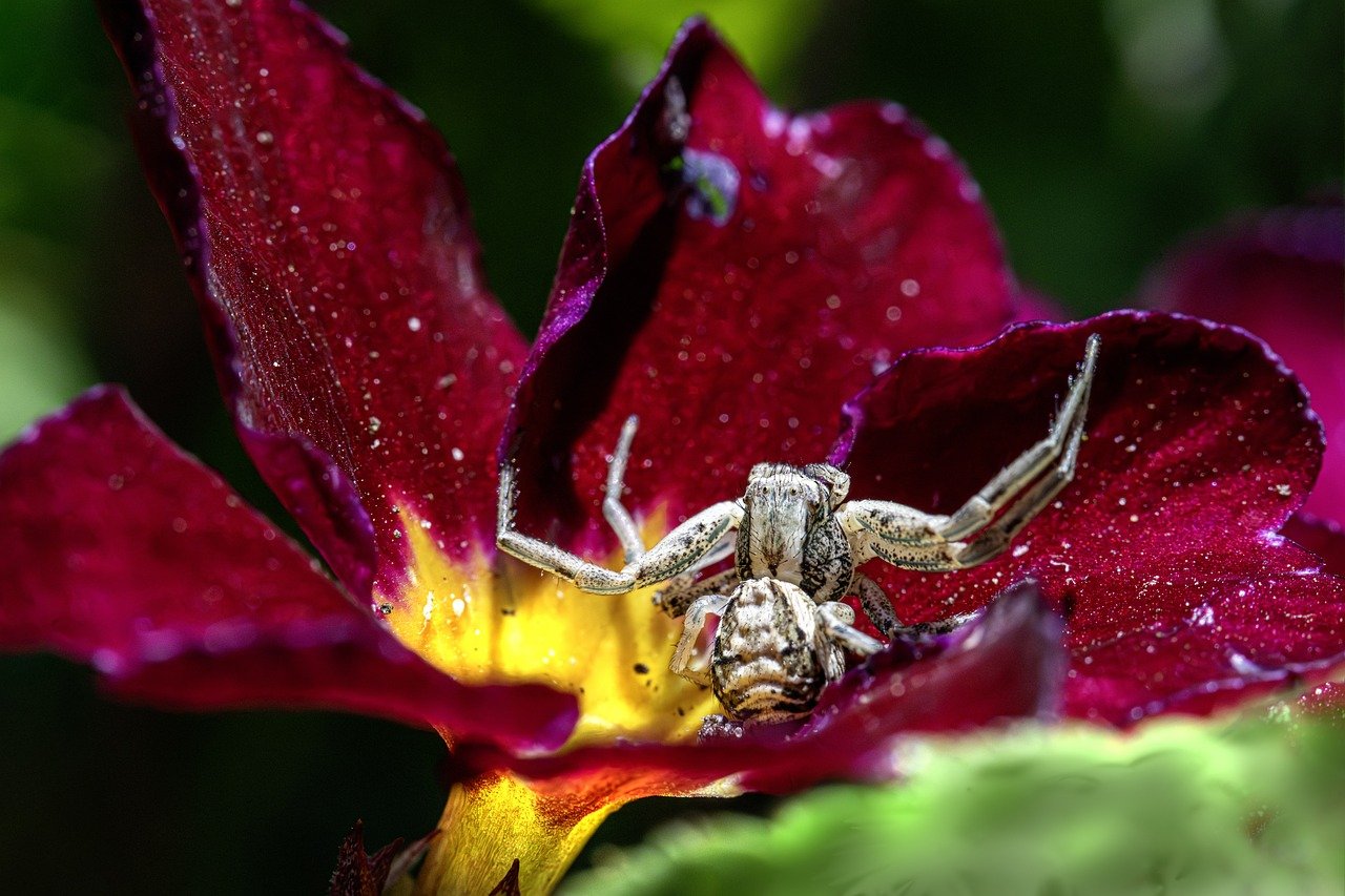 Conserving Freshwater Biodiversity: A Matter of Life and Sustainability